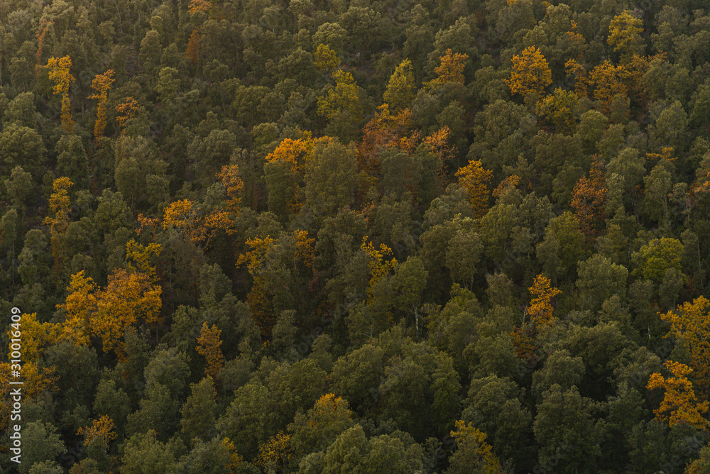 Forest last light Forest last light