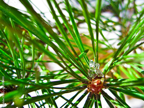 a piece of ice on a pine branch photo
