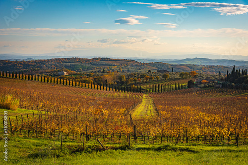 Chianti vineyard in autumn