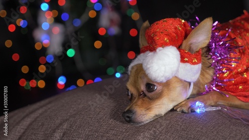 The Toy Terrier is a yellow New Year's dog. A funny dog in a Christmas cap lies and looks around. He falls asleep and wakes up. A background of a fur-tree with shone by lights.