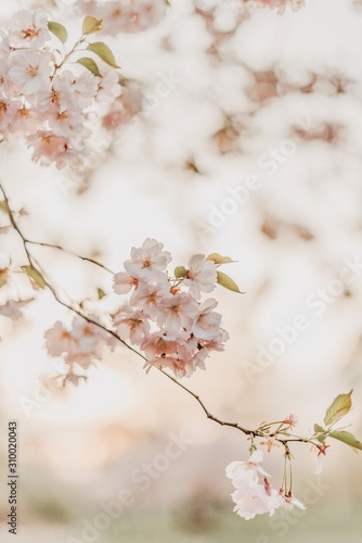 Fototapeta Naklejka Na Ścianę i Meble -   cherry blossom