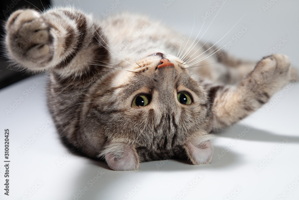 American curl cat Silver tabby color Which ears, roll cute ginger kitten in the fluffy pet Poses comfortably is happy. Cat breed originated from American Curl cat and American Short Hair cat breeder. American curl cat Silver tabby color Which ears, roll cute ginger kitten in the fluffy pet Poses comfortably is happy. Cat breed originated from American Curl cat and American Short Hair cat breeder.
