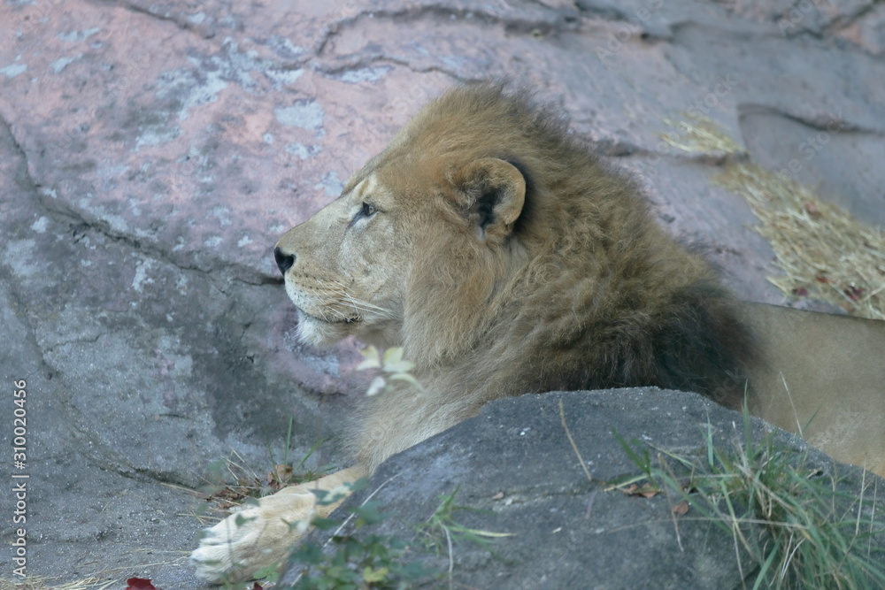 Naklejka premium ライオン