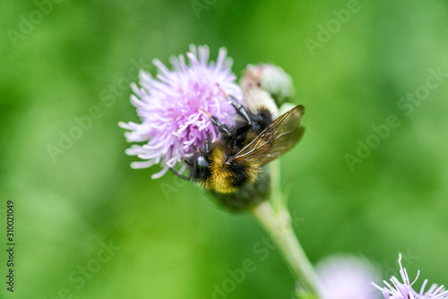 A bee on a clover flower. Photographed close-up. © shymar27