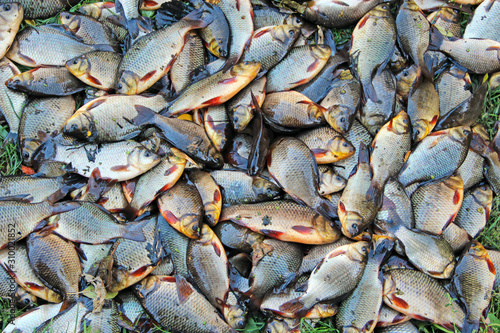 Pile of caught crucians. Successful fishing © alexmak