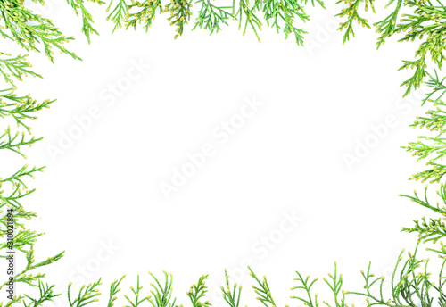 Frame of green thuja branches isolated on white background. Flat lounger  top view  copy space.