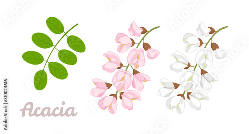 Sprigs of blooming acacia and green leaves isolated on white background. Acacia flowers pink, white. Vector floral illustration in cartoon simple flat style. photo