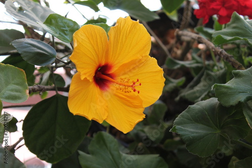 flower in the garden