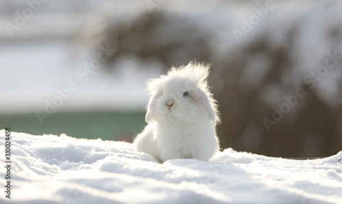 Фотография white funny fluffy rabbit in the snow