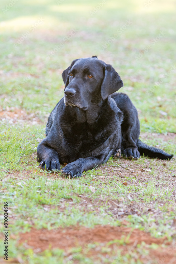 Black labrador dog laying down on grass. Black labrador dog laying down on grass.