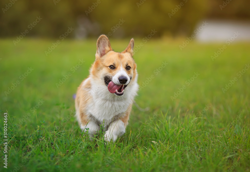 cute ginger puppy dog red Corgi runs on a green bright meadow on a Sunny summer day sticking out his tongue cute ginger puppy dog red Corgi runs on a green bright meadow on a Sunny summer day sticking out his tongue
