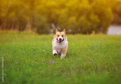 cute ginger Corgi dog puppy runs merrily through a green bright meadow on a Sunny summer day