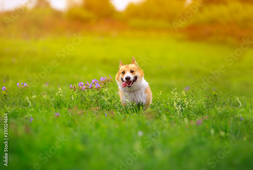 ginger Corgi dog puppy runs merrily across a green bright meadow on a Sunny s...