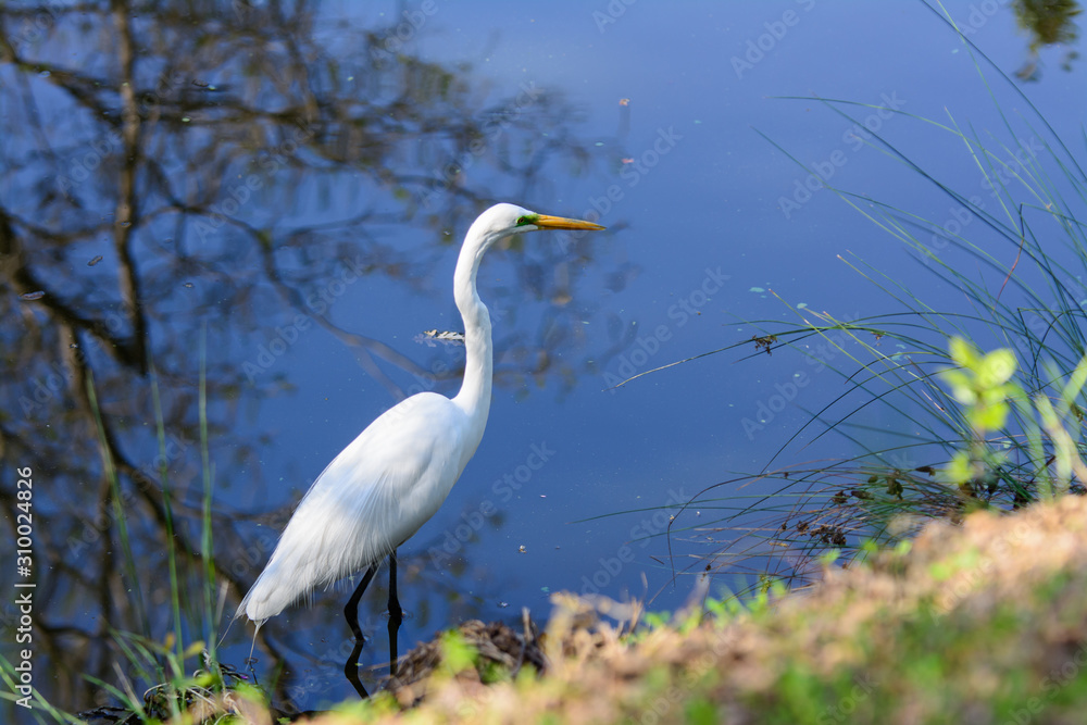 Great egret bird wading and stalking in polluted water . Great egret bird wading and stalking in polluted water .