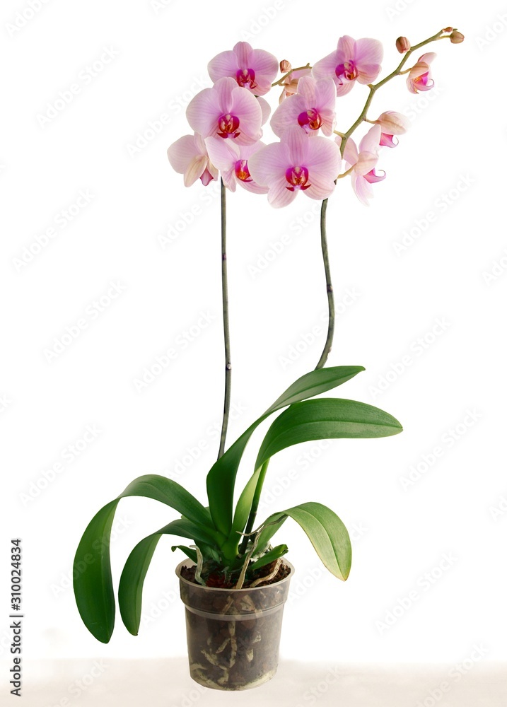 pretty pink orchid Phalaenopsis close up isolated
