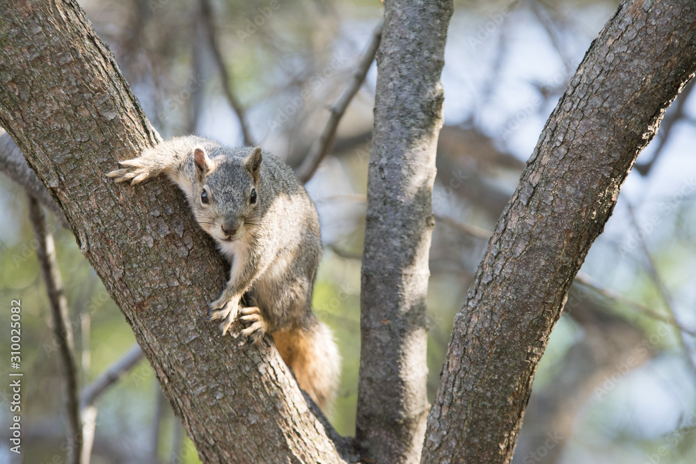 Eastern fox Squirrel perched on tree branch eating nuts.