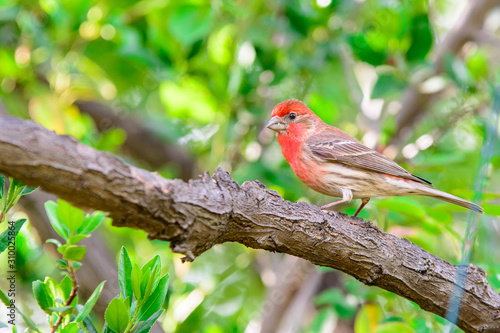 Red house finch bird perched on small twigs. .