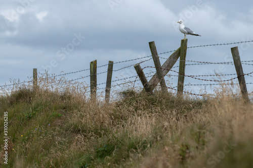 Seagull on wooden post, Portrush, County Atrium, Northern Ireland, Ireland