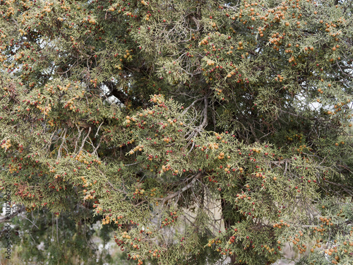 Arbrisseau buissonnant des garrigues méditerranéenne du genévrier de Phénicie (Juniperus phoenicea) photo