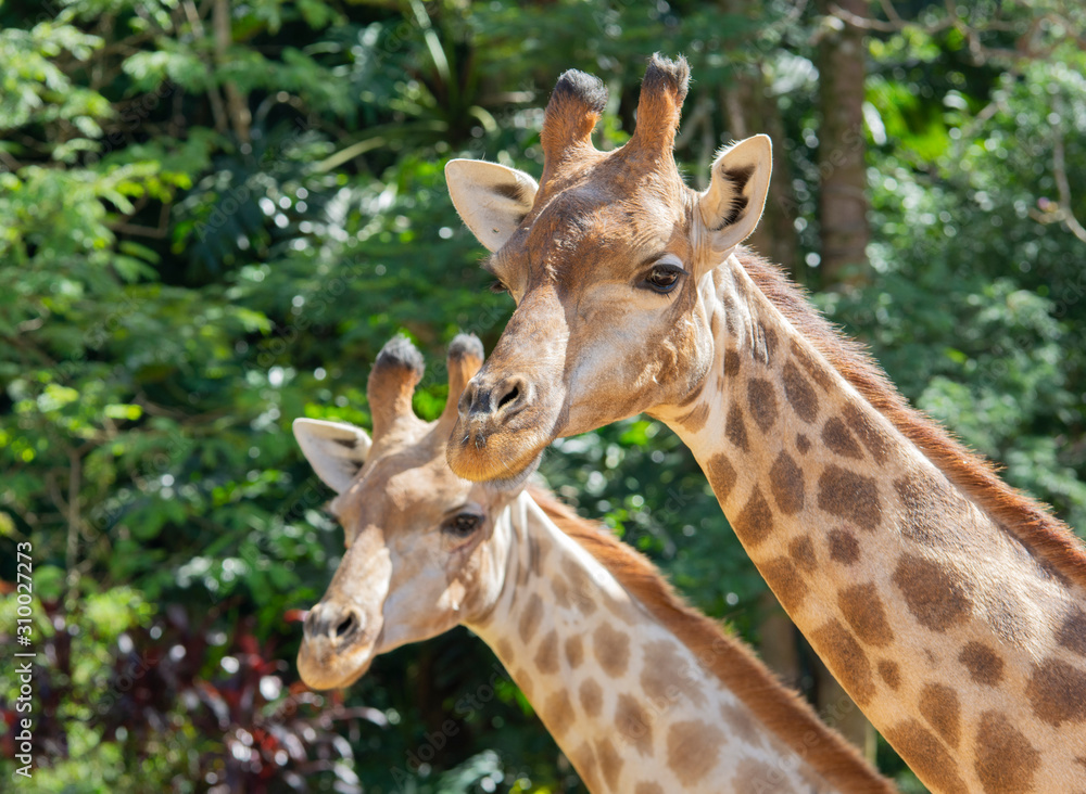 Portrait of a pair of giraffes