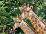 Portrait of a pair of giraffes