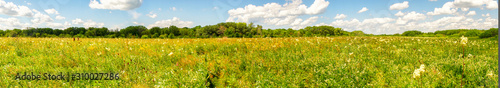 Panorama Summer meadow with flowers in front of forest