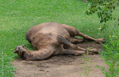 Lazy dromedary lying in a mud puddle
