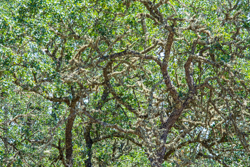 Fototapeta premium Oak tree canopy green spring natural background.