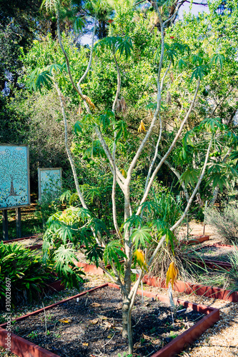 Green jatropha multifida shrub tree