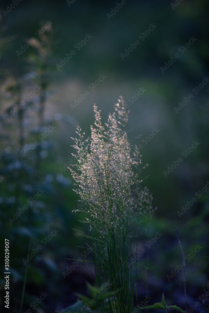 grass on soft light ,soft focus centered. grass on soft light ,soft focus centered.