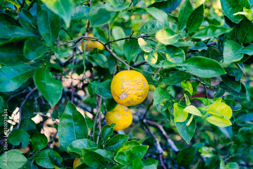 Orange hanging on a branch with green leaf as background Orange hanging on a branch with green leaf as background