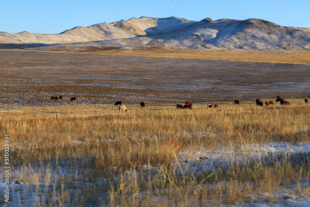 Mountain and animals Mountain and animals