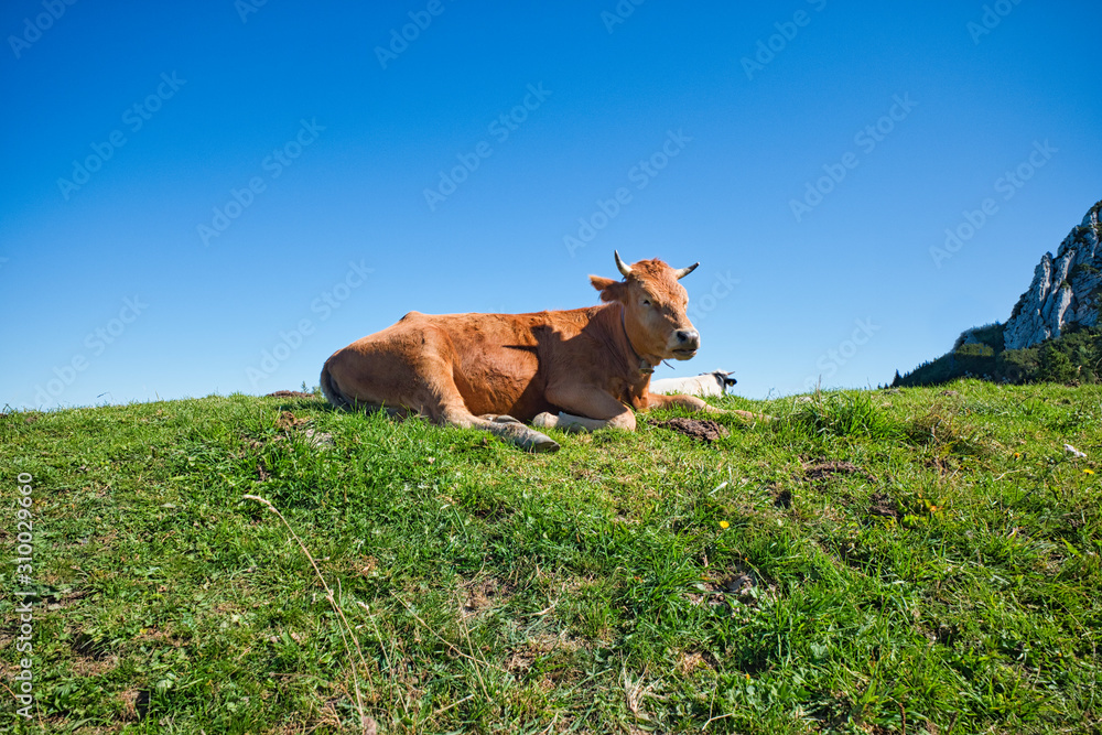 Fototapeta premium Cow in the alpine meadows. Aschau im Chiemgau, Bavaria, Germany