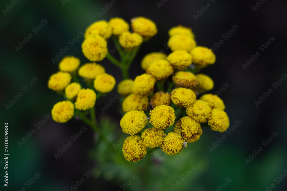 close up of yellow flowers close up of yellow flowers