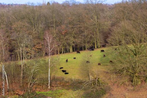 Neandertal bei Erkrath mit Auerochsen als Herde mit schönen Hügeln und herbstlichem Mischwald im Winter zeigt ein Naturschutzgebiet und lädt zum Wandern mit der Familie ein photo