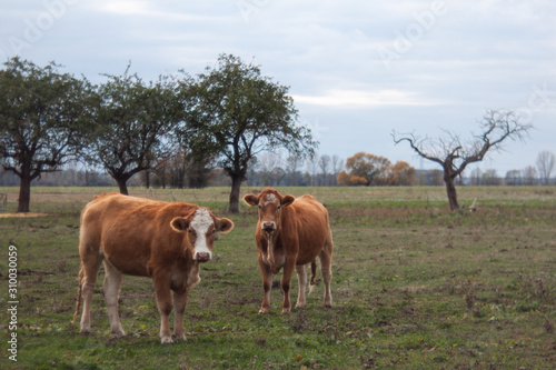 cows on pasture with trees 