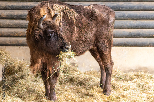 Majestätischer Wisent, Bison oder Büffel als bedrohte Tierart aus der Eiszeit zeigt Stärke und Größe mit Hörnern und dichtem Winterfell perfekt für kalte Winter gerüstet photo