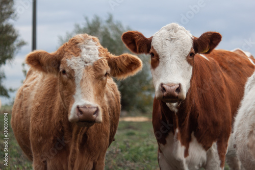 portrait of two cows 