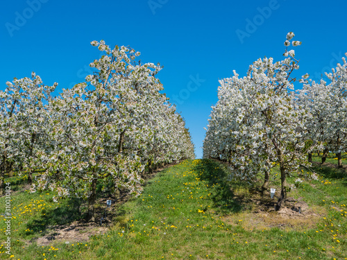 Cherry Plantation Covered with White Blossoms