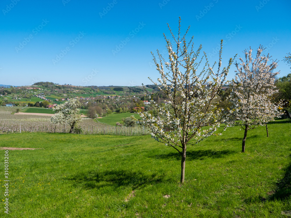 Rural Landscape with Blooming Cherry Trees on the Cherry Blossom Hiking Trail in Scharten, Upper Austria Rural Landscape with Blooming Cherry Trees on the Cherry Blossom Hiking Trail in Scharten, Upper Austria