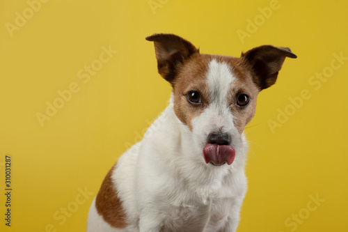 dog with tongue out. Jack Russell Terrier on a yellow background. Pet in the studio. © annaav