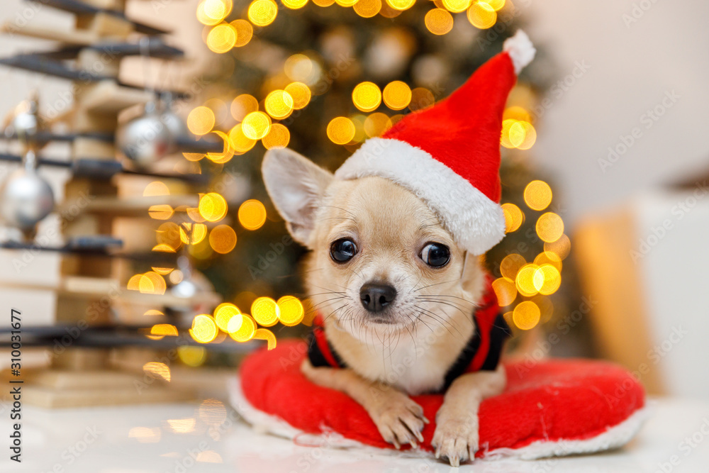 Merry clearance christmas chihuahua