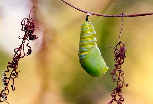Fotografija caterpillar on branch