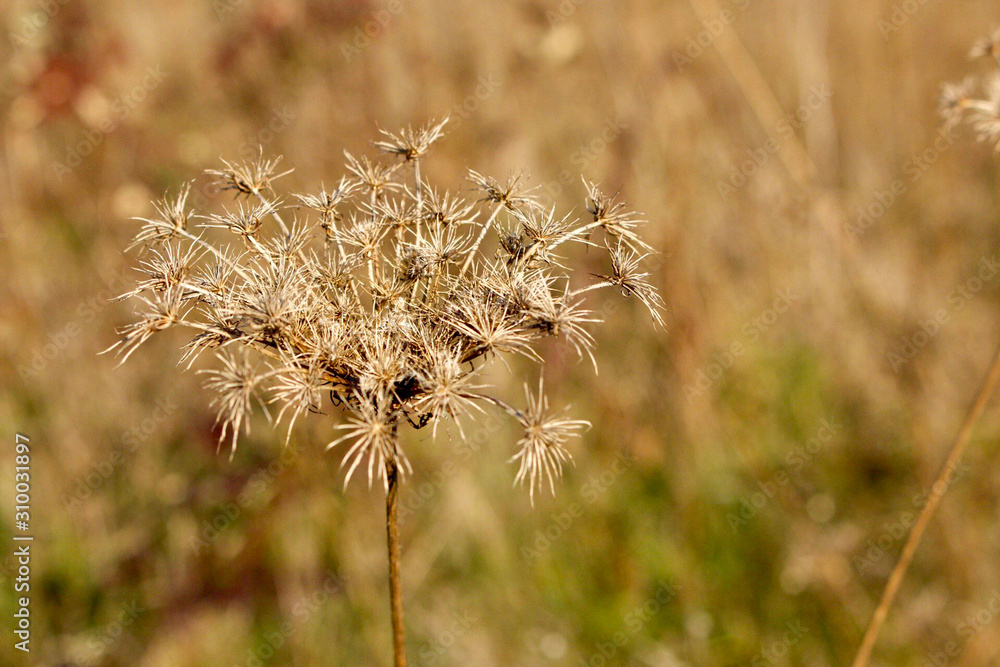 Flower Flower