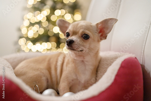 Wallpaper Mural mini chihuahua dog, bokhe blurred background, Christmas time Torontodigital.ca