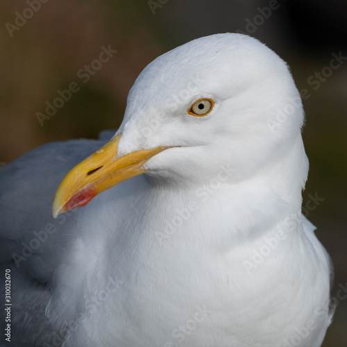 Profile view of Seagull on the coast, Ballyferriter, County Kerry, Ireland