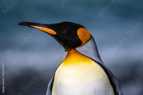 The king penguin, the second-largest penguin species, along the shores of South Georgia Island in the Southern Ocean