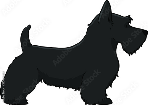 Dark colored Scottish Terrier