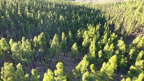 Flying at the tip of the trees