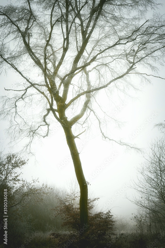 Mysterious creepy foggy winter landscape with solitary tree covered with glaze ice and rime. Fog, mist. Czech republic,Europe. . Mysterious creepy foggy winter landscape with solitary tree covered with glaze ice and rime. Fog, mist. Czech republic,Europe. .
